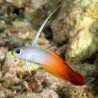 Nemateleotris magnifica 5-6 cm (Maldives) (lot de 2)